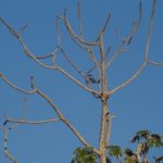 o que fazer no pantanal