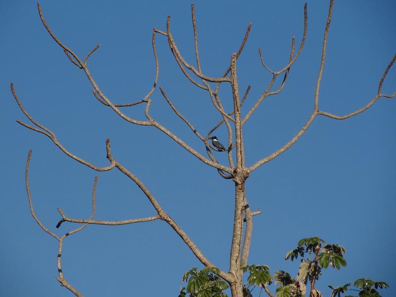 o que fazer no pantanal