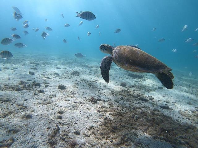 Tartaruga na lagoa azul