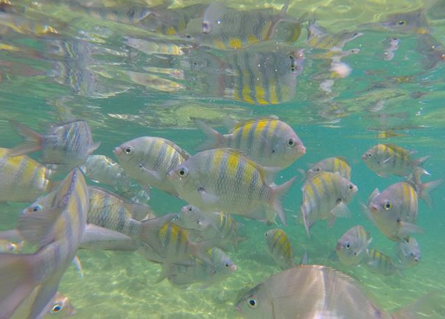 Peixinhos da lagoa Verde