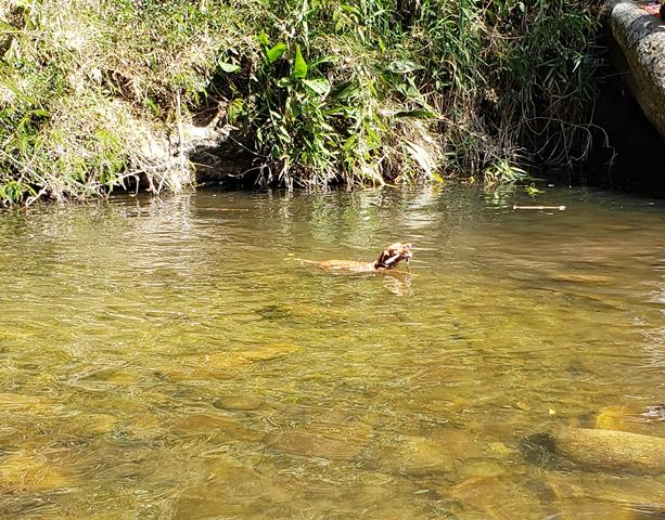 Cachorro curtindo a cachoeira da macumba