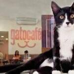 gato Cafe Rio de Janeiro